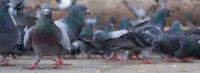 Pigeon Control Service Perth image 4